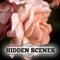 Hidden Scenes - Summer Roses