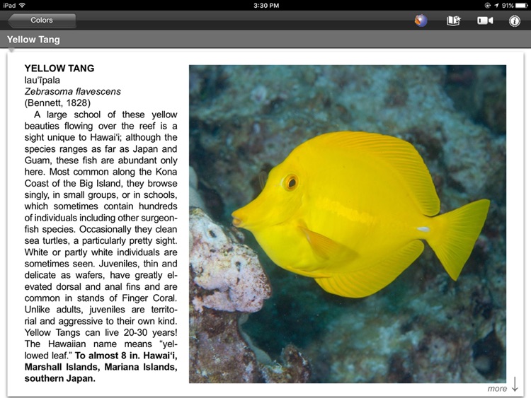 SnorkelFish Hawaii