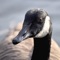 Hunters and goose-lovers alike will enjoy these high quality goose sounds, just like you'd hear in the wild