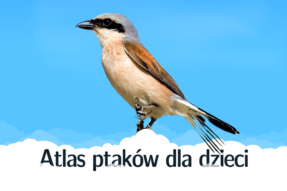 Atlas ptaków dla dzieci screenshot 4