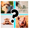 Cute Baby Animals Pics Quiz