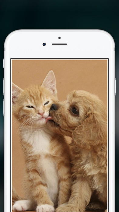 How to cancel & delete Cute Puppies Wallpapers  - dog pictures for free! from iphone & ipad 3