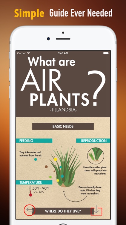 Houseplants for Air Purifying:Guide and Tips