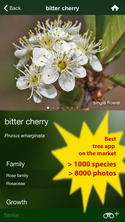 Tree Id USA - identify over 1000 of America's native species of Trees, Shrubs and Bushes