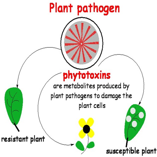Phytotoxins: Learning Course with Flashcards icon