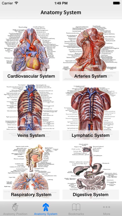 Human Anatomy Position