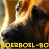 Boerboel-Board.de