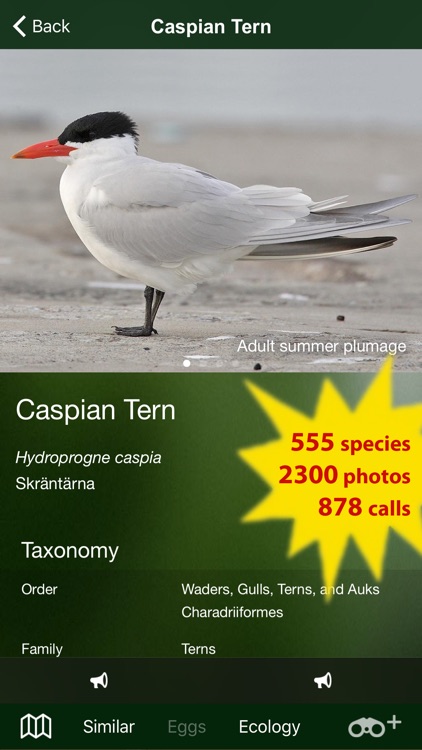 All Birds Sweden - A Complete Field Guide to the Official List of Bird Species Recorded in Sweden