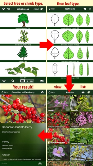 Tree Id Canada - identify over 1000 native Canadian species (圖3)-速報App