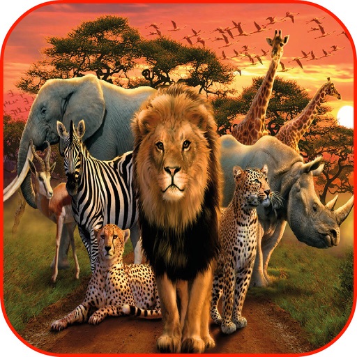 Safari Animals Wallpaper Safari Games icon