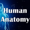 Human Anatomy: 2600 Flashcards, Concepts & Pratical Quizzes