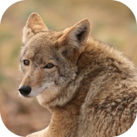  Coyote Hunting Calls! Alternatives