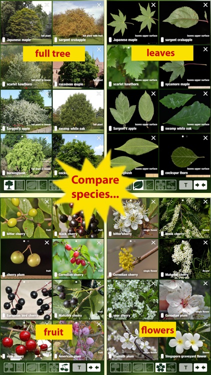 Tree Id USA - identify over 1000 of America's native species of Trees, Shrubs and Bushes screenshot-3