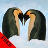 Penguin Photos & Video Galleries FREE