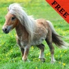 Pony ( Small Horse ) Photos & Video Galleries FREE