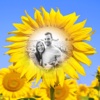 Sunflower Photo Frames - Creative Frames for your photo