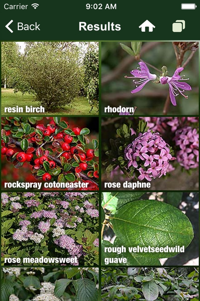Tree Id USA - identify over 1000 of America's native species of Trees, Shrubs and Bushes screenshot 3