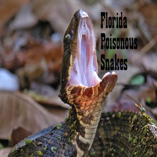 Florida Poisonous Snakes icon