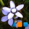 The app allows you to view/manage your own Picasa (Google+) web albums/photos and explore featured photos