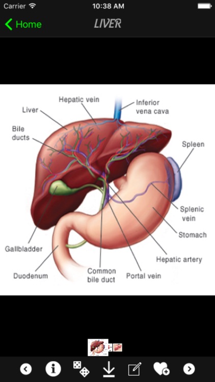 Human Body Database +