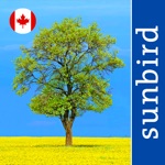 Tree Id Canada - identify over 1000 native Canadian species of Trees Shrubs and Bushes