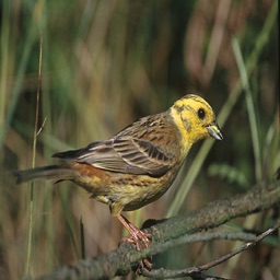 Bunting Bird Watching Sounds - High Quality Birding Sound Effect