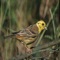 Buntings are a group of Eurasian and African passerine birds of the family Emberizidae