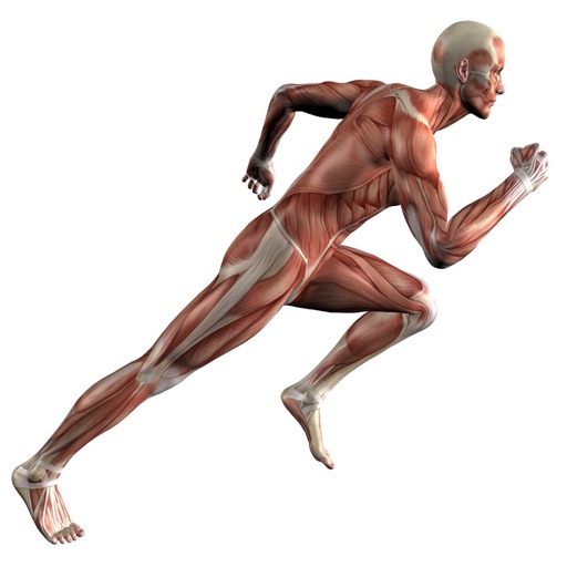 Human Muscles Info Pro icon