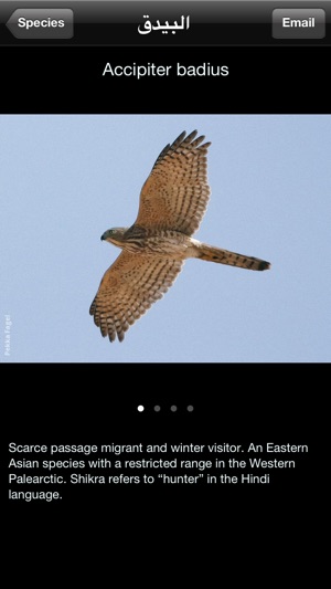 Birds Of Kuwait(圖4)-速報App