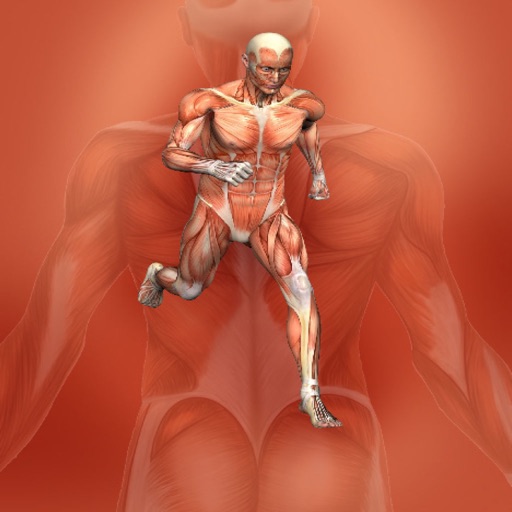 MuscularSystem_Encyclopaedia icon