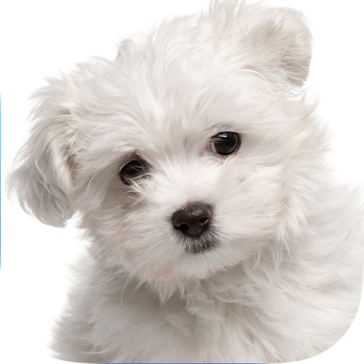 Cute Puppies and Doggies - Adorable Wallpaper Pics for your iPhone icon