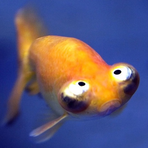 Fish Jokes - Best, cool and funny jokes! Icon