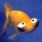 Fish Jokes - Best, cool and funny jokes!