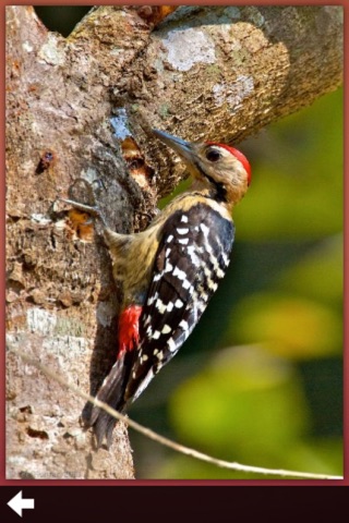 Woodpeckers Guide Pro screenshot 2