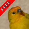 Bird Sounds FREE