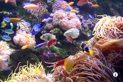 Aquarium live free screenshot 2