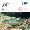 CLICK & fISH - Guida al riconoscimento dei pesci della Laguna di Venezia