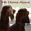 Pet Home Alone