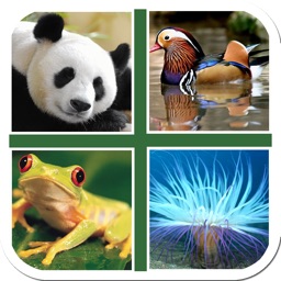 Puzzle & Guess Animal