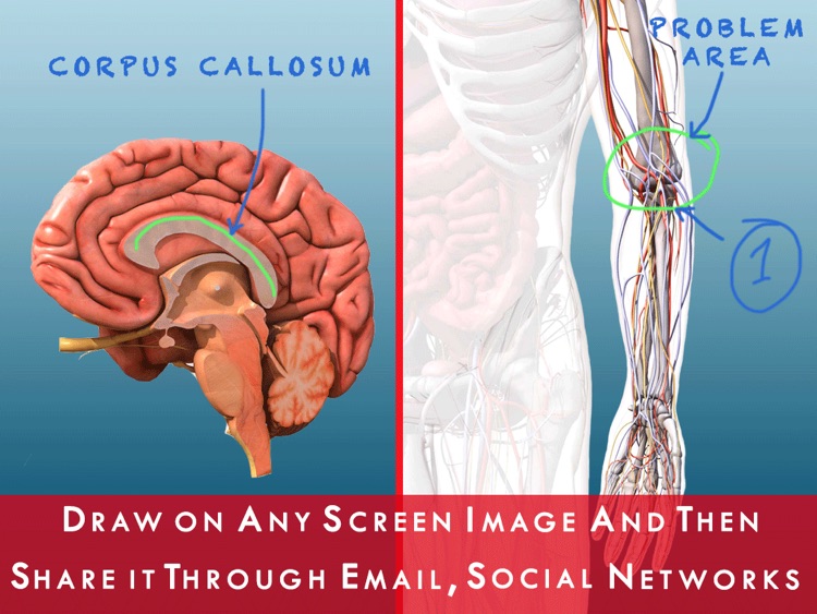 Anatomy and Physiology 3D - Anatomical Model of the Human Body screenshot-3
