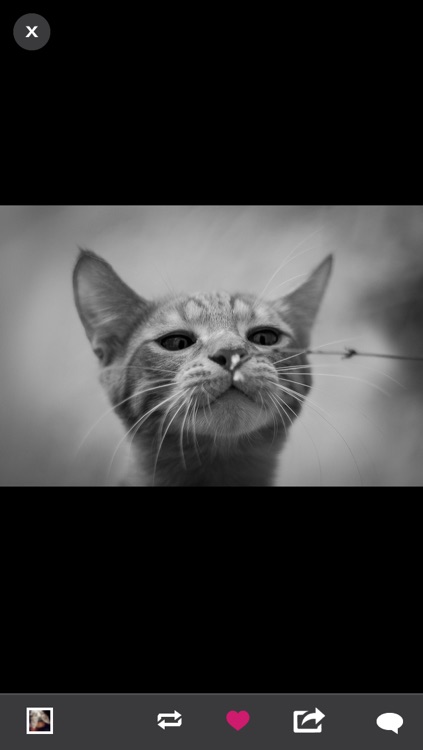 TumbleOn - Photo viewer for Tumblr images.