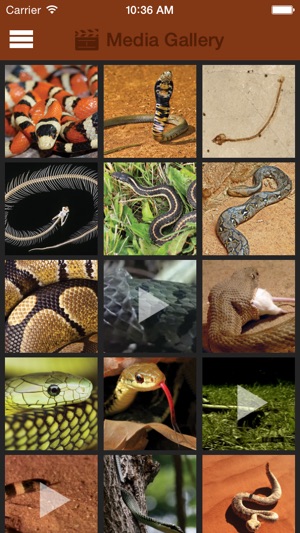 Britannica Kids: Snakes(圖2)-速報App