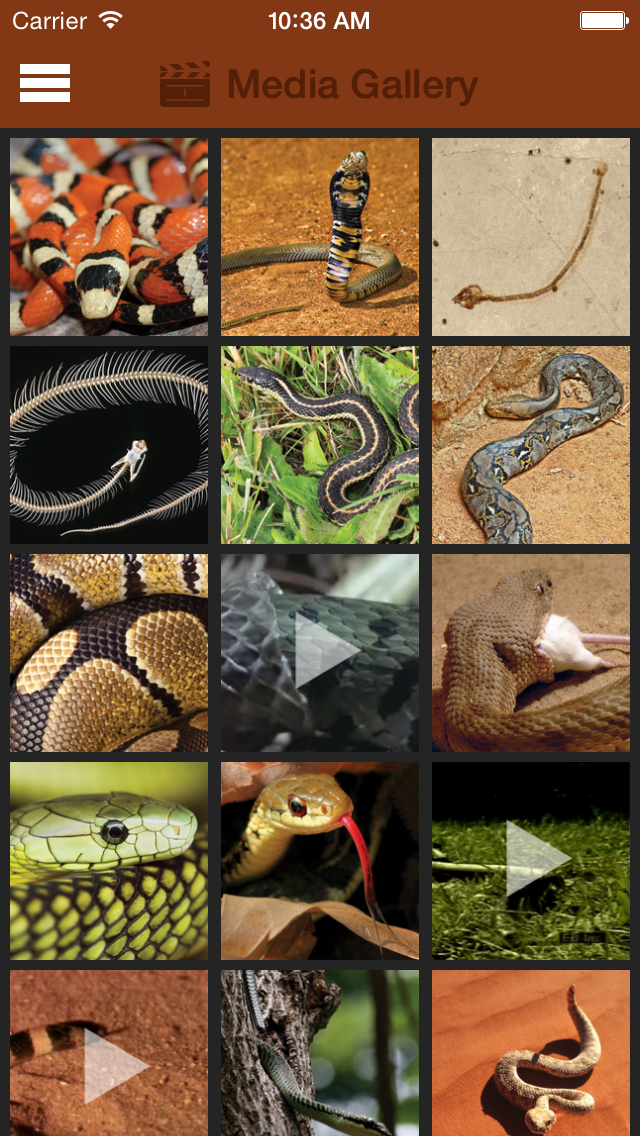 Britannica Kids: Snakesのおすすめ画像2