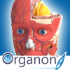 Medis Media Pty Ltd - 3D Organon Anatomy アートワーク
