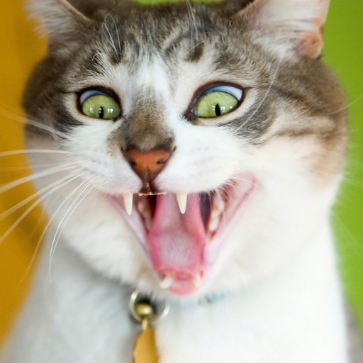 Cat Jokes - Best, cool and funny jokes! iOS App