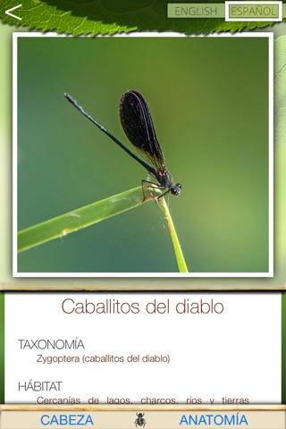 Common Insects screenshot 2