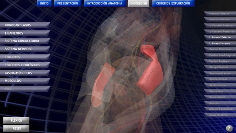 Anatomy Knee