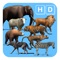 Animals Life Cycle - Mammals And Their Young