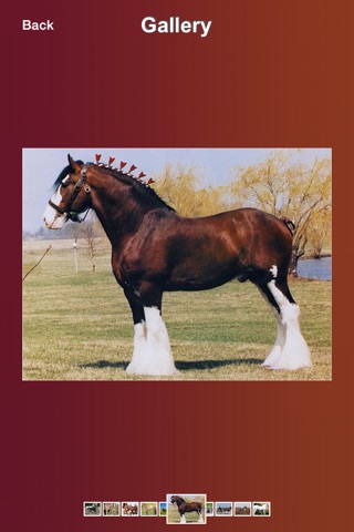 Horse Breeds Expert screenshot 4