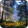 Forests Super HD (for new iPad) - Amazing Wallpapers for iPad